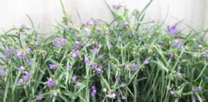 Read more about the article 적삼의 단추 같은꽃 아십니까