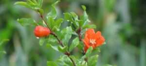 Read more about the article 신석정의 시, ‘석류’