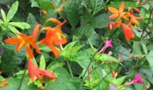 Read more about the article 꽃이름이 무언지 모르겠습니다.