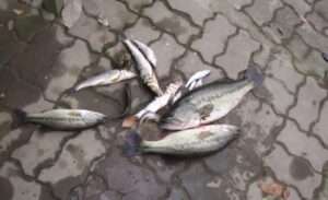 Read more about the article ‘베스’를 ‘민물농어’라네요