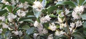 Read more about the article 금목서, 은목서, 구골목서