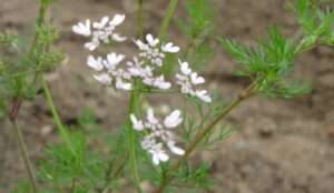 Read more about the article 향신채, ‘고수’ 아십니까.