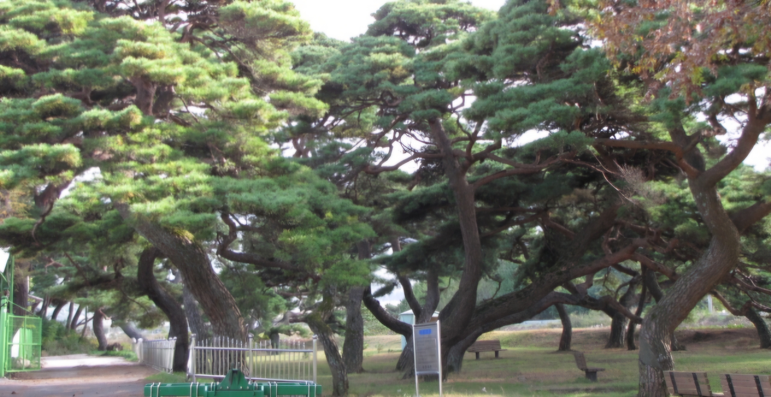 Read more about the article 운봉에 소나무보러 갔습니다.