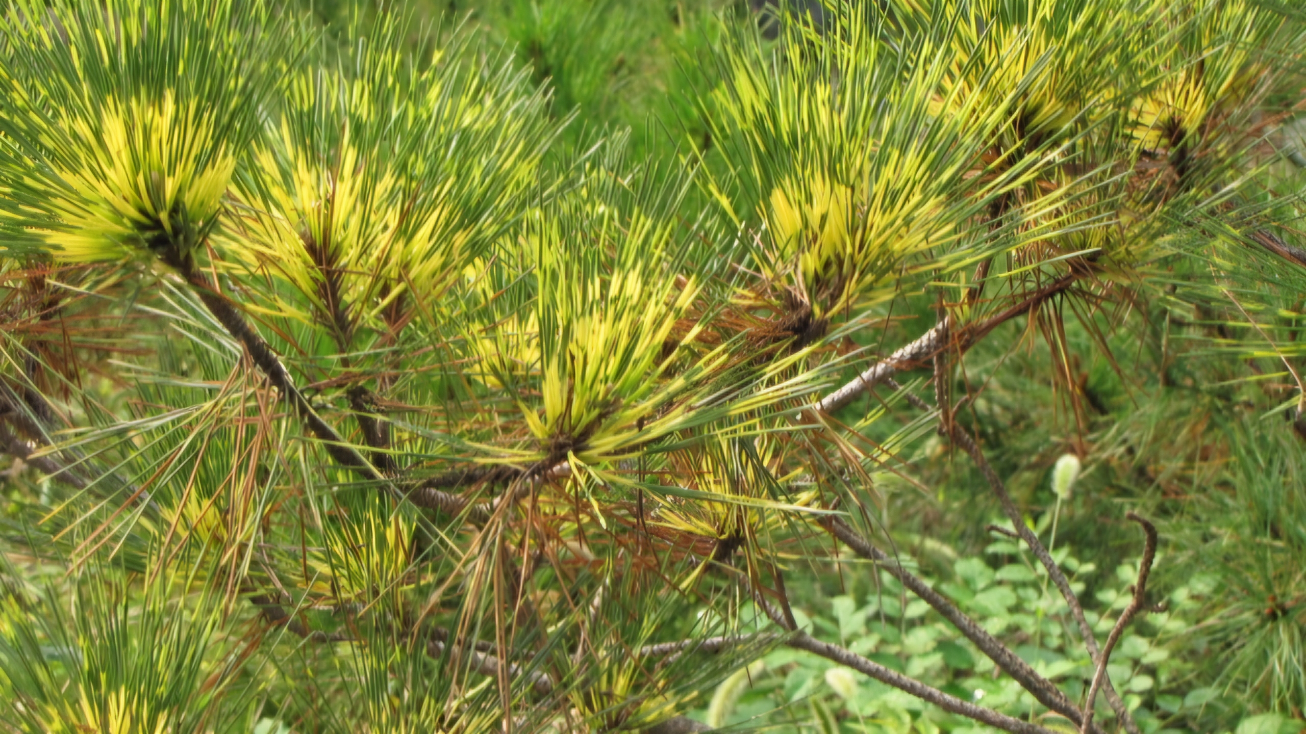 Read more about the article ‘황금소나무’, 아십니까?