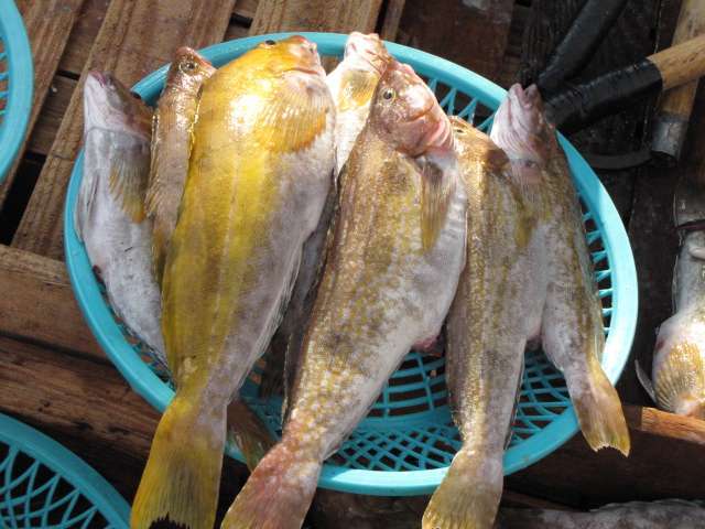 Read more about the article 놀래미 암수, 어떻게 압니까?