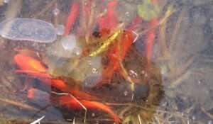 Read more about the article 이 겨울 물고기, 어떻게 지낼까요.