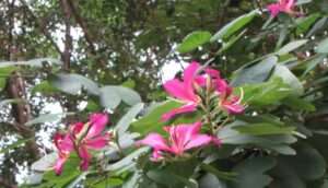 Read more about the article 꽃이름, 어떻게 짓습니까?