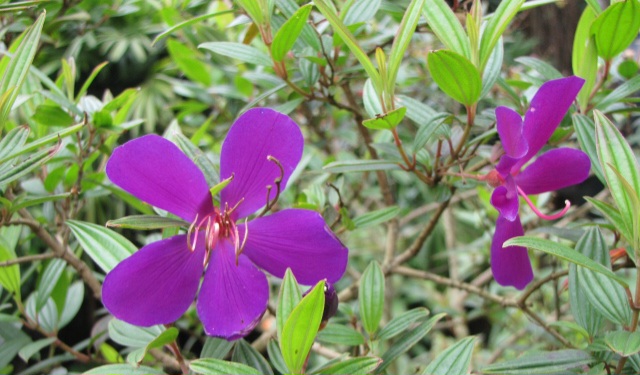 Read more about the article 무슨 꽃이 저리 아름답습니까.