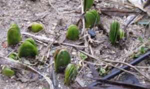 Read more about the article 봄비에 새싹 올라 왔습니다.