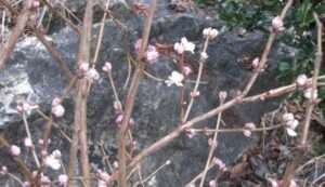 Read more about the article 봄비에 미선나무꽃이 피었습니다.