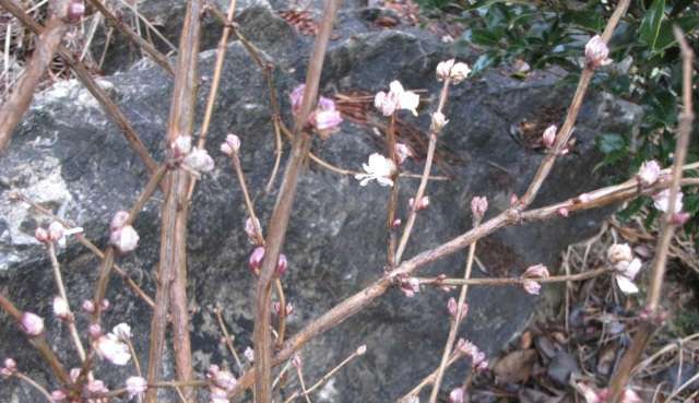 Read more about the article 봄비에 미선나무꽃이 피었습니다.