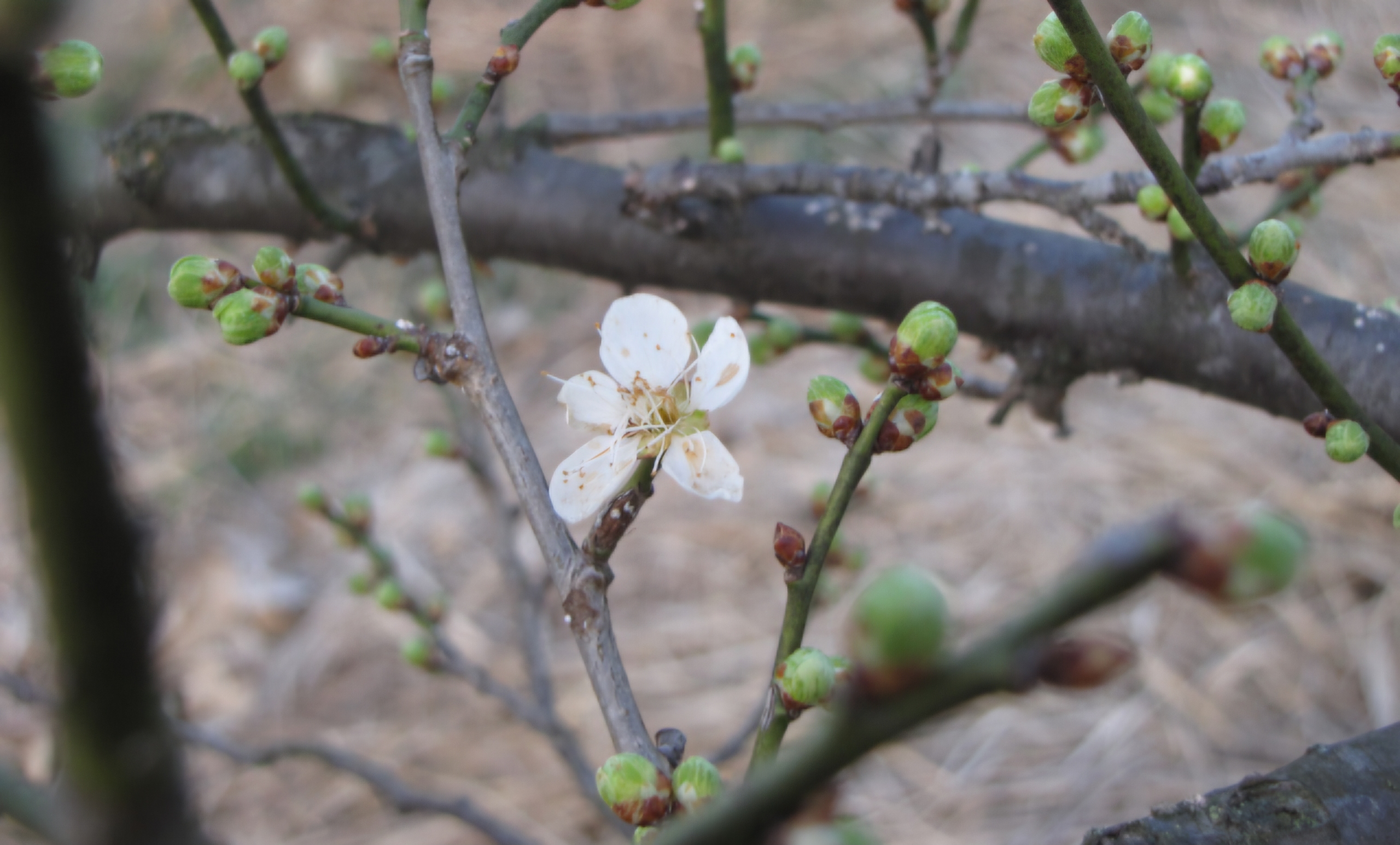 Read more about the article 이른봄 모습입니다.