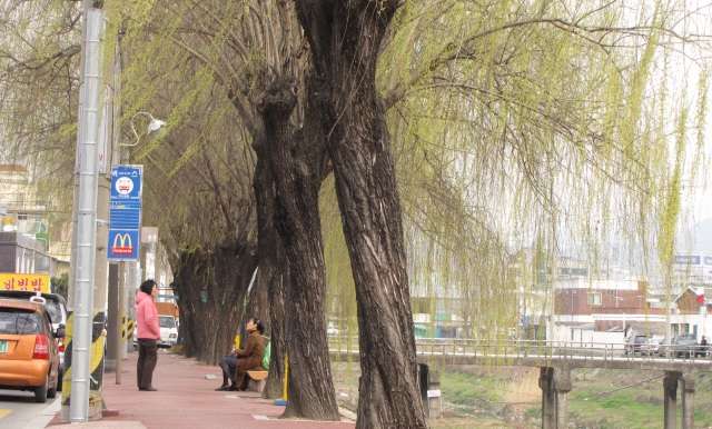 Read more about the article 버드나무가지에 연두빛 물이 올랐습니다.