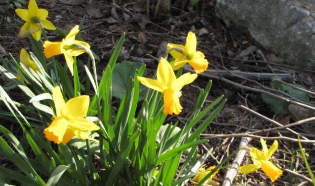 Read more about the article ‘수선화첩(水仙花帖)’입니다.