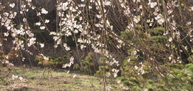 Read more about the article <양평소식>봄날은 오고…