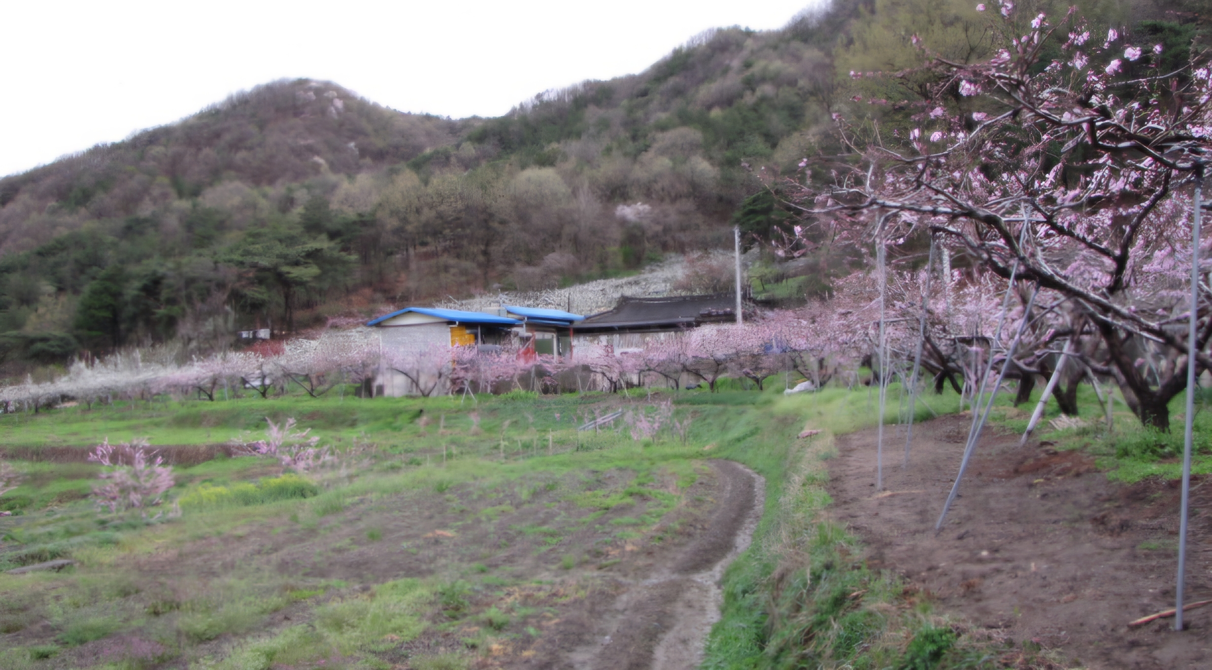 Read more about the article 나의 살던 고향, ‘꽃피는 산골’