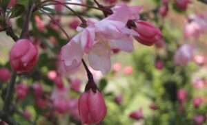 Read more about the article ‘수사해당화’, 묘령의 아가씨 같았습니다.