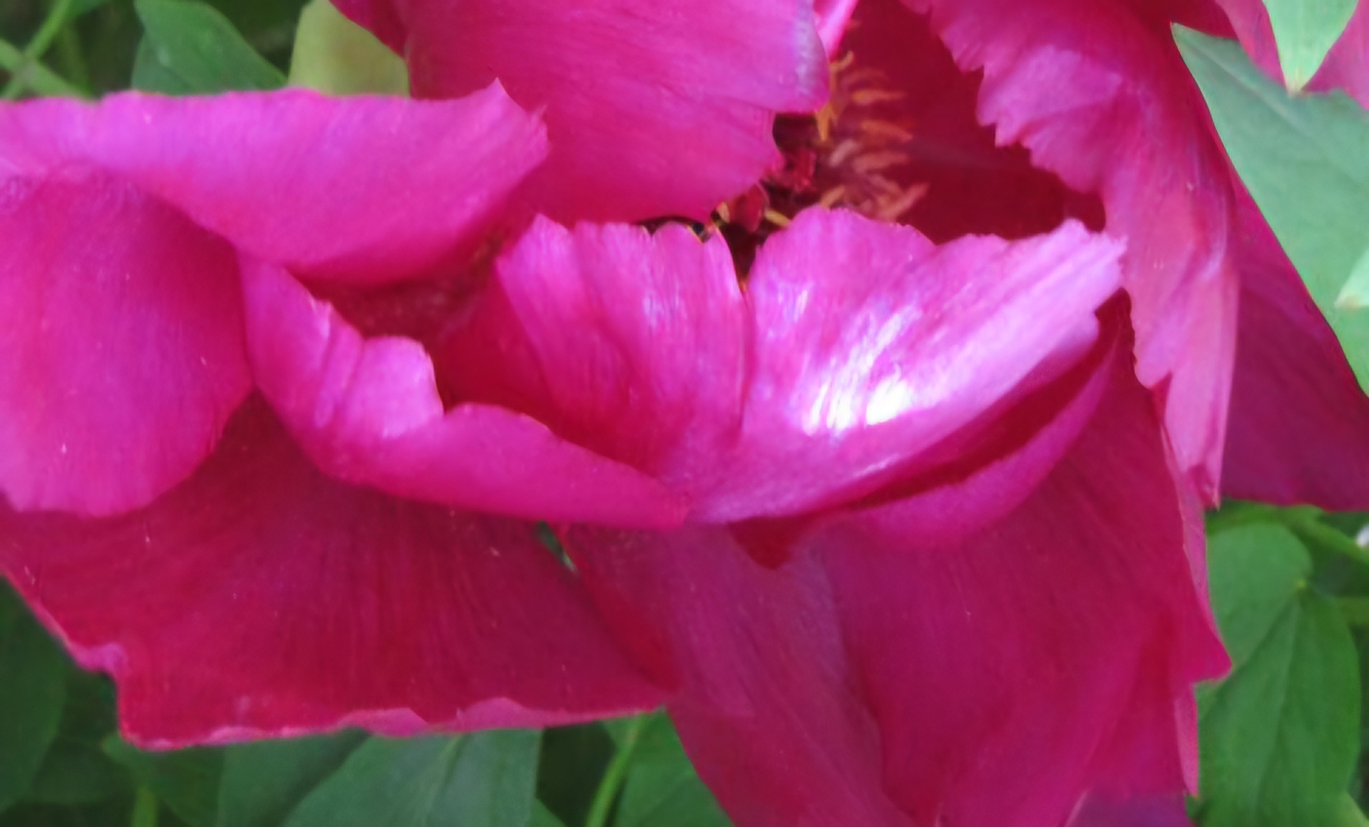 Read more about the article ‘모란첩(牡丹帖)’,다시 꾸몄습니다.