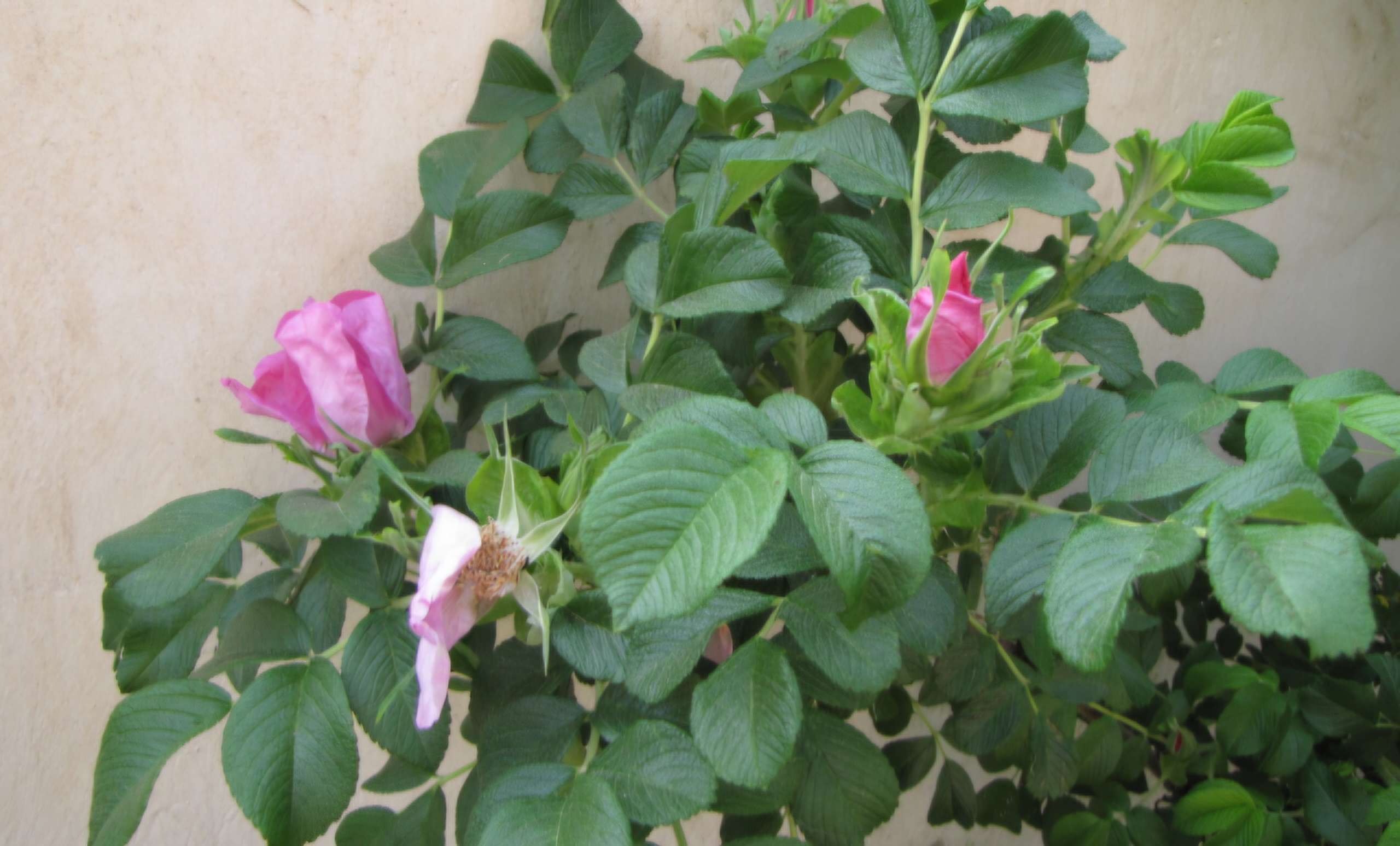 Read more about the article 찔레꽃 향기가 나를 울려요.