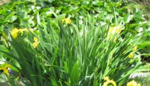 Read more about the article 연못가에 붓꽃이 피었습니다.