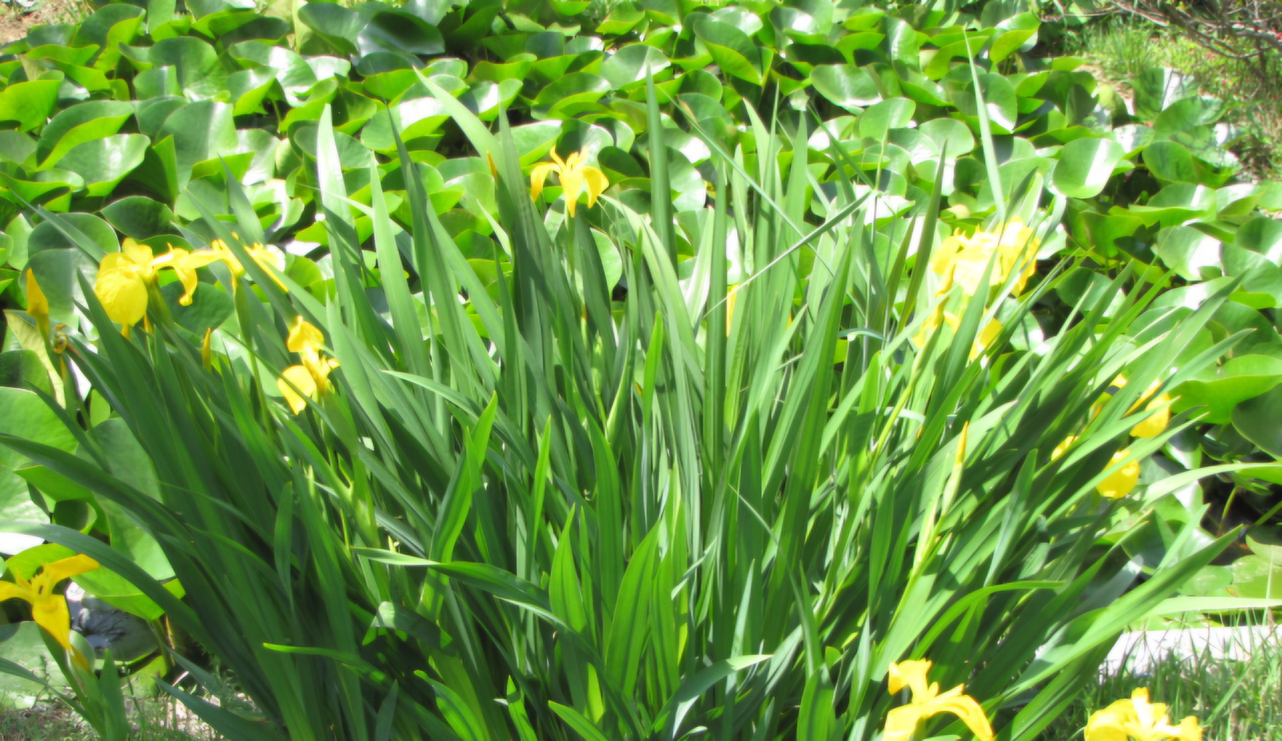 Read more about the article 연못가에 붓꽃이 피었습니다.