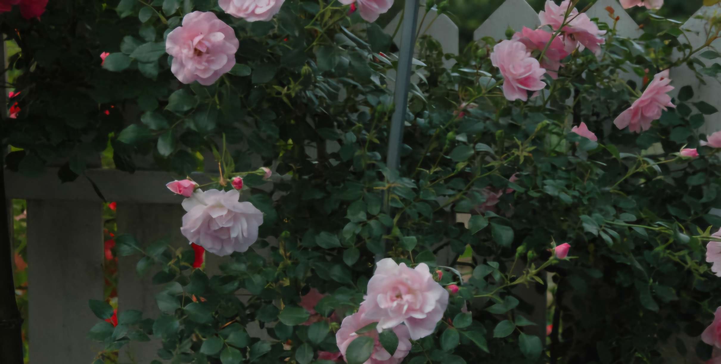 Read more about the article 포토로그, 장미첩