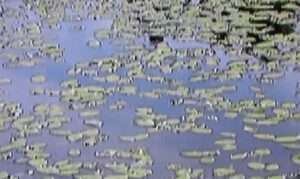 Read more about the article ‘순채(蓴菜), 또는소승(沼繩)’ 이야기