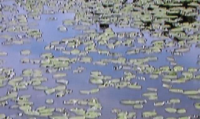 Read more about the article ‘순채(蓴菜), 또는소승(沼繩)’ 이야기