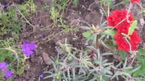 Read more about the article 조그만 꽃밭을 만들었습니다.