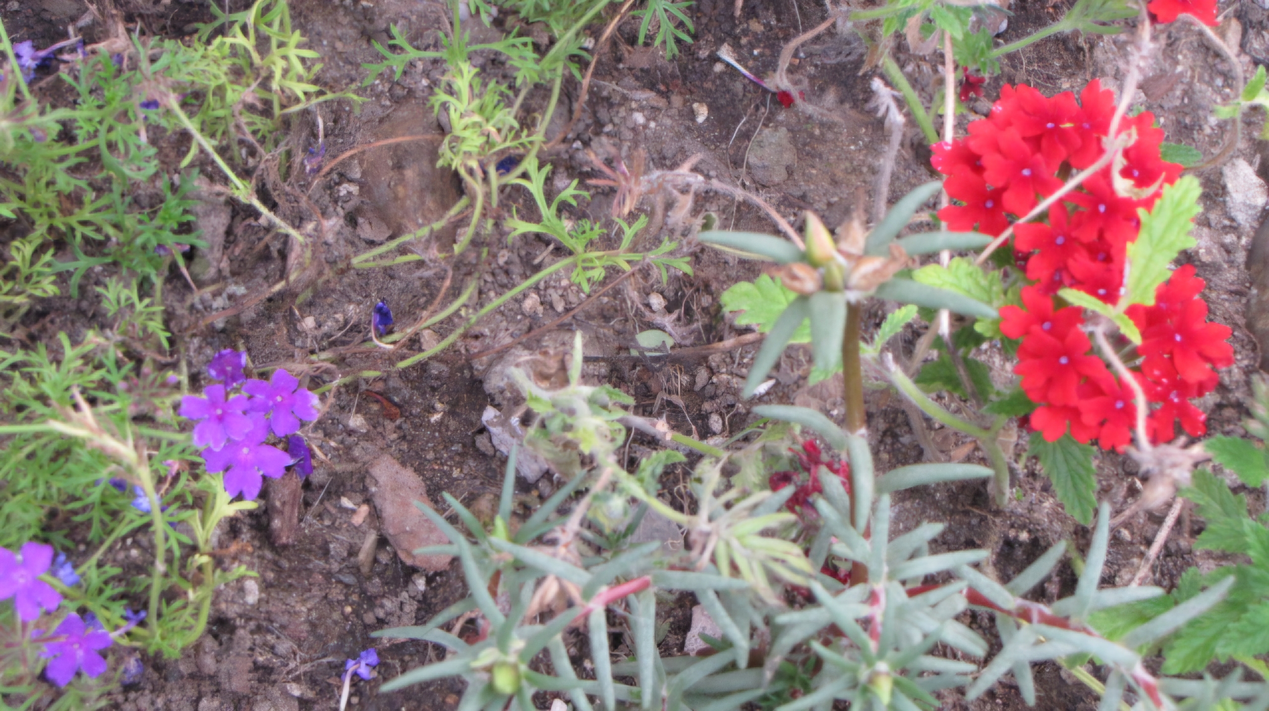 Read more about the article 조그만 꽃밭을 만들었습니다.