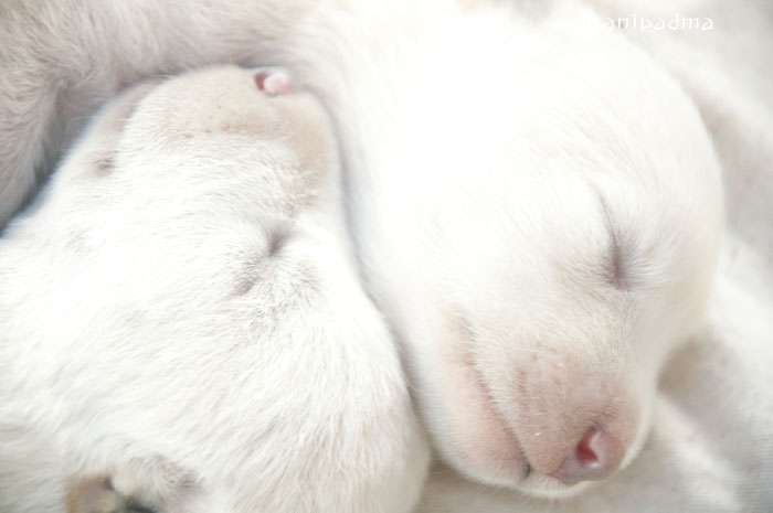 Read more about the article 강아지가 왜 이렇게 잘 자랍니까?