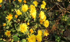 Read more about the article 제철 국화가 청초합니다.