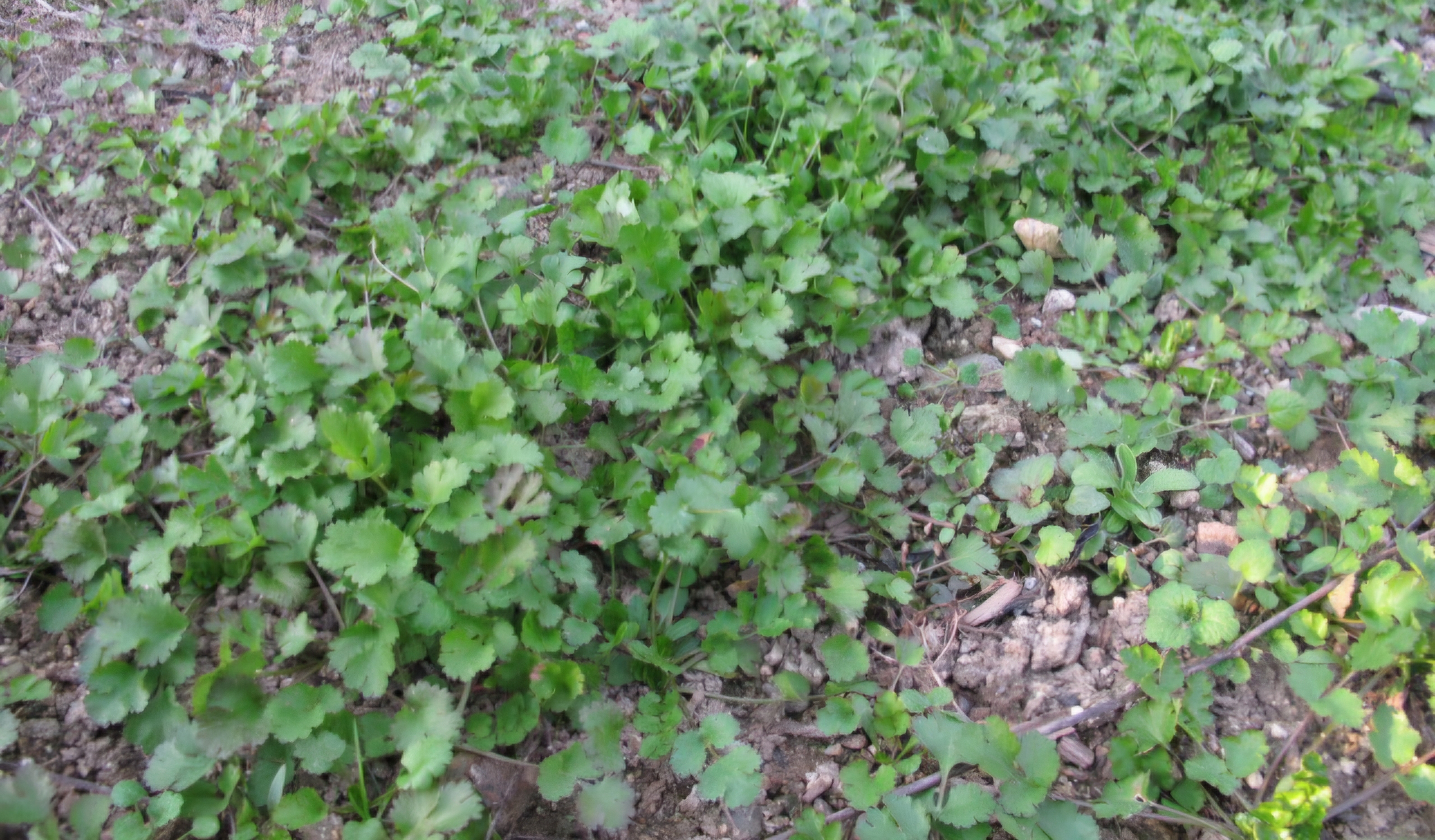 Read more about the article 고수을 간장에 비볐습니다.