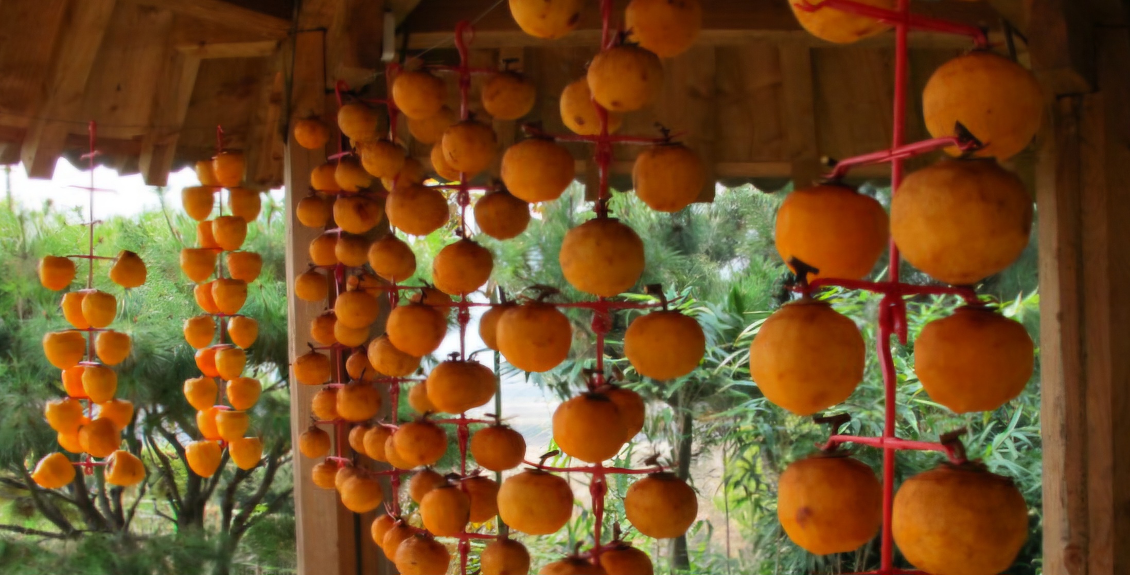 Read more about the article ‘두리시’ 곶감 깎았습니다