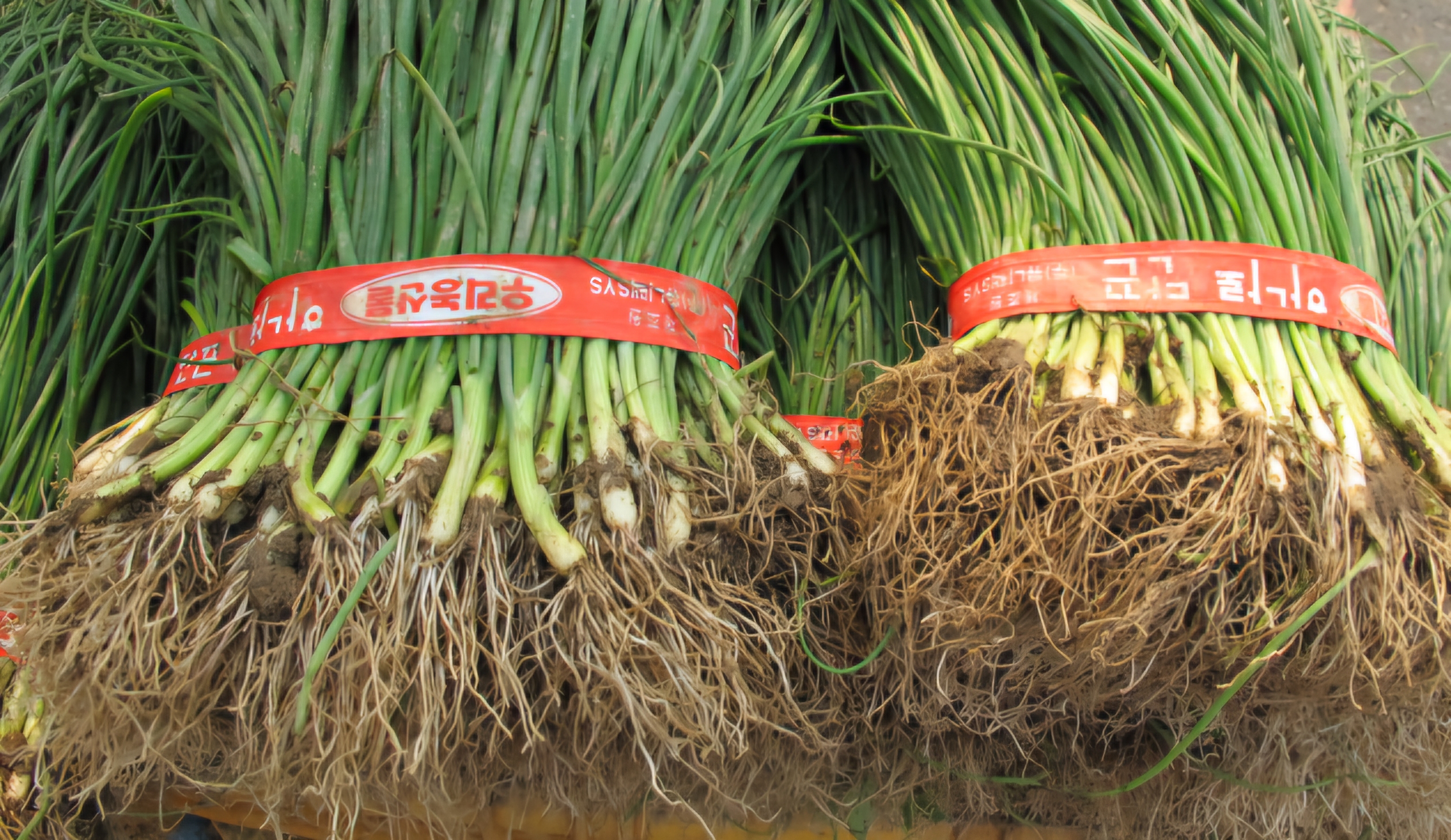 Read more about the article 양파 모종, 늦은 가을 심습니다.