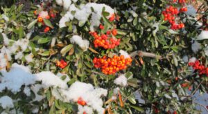 Read more about the article 설경을 어떻게 노래한답니까