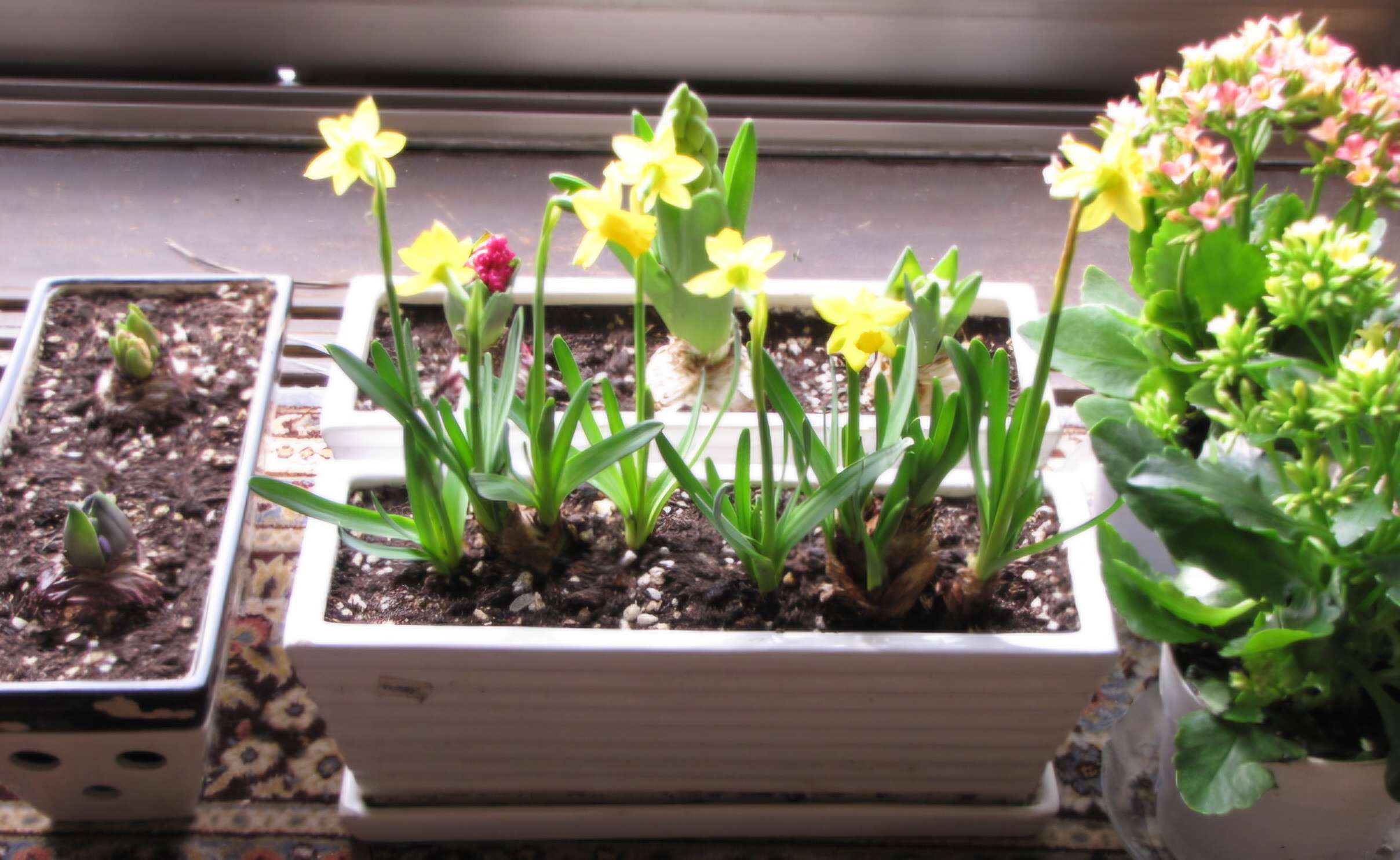 Read more about the article 수선화 있는 거실 풍경입니다