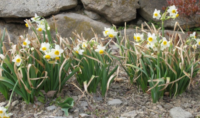 Read more about the article ‘수선’, 추사의 묵란을 닮았습니다.