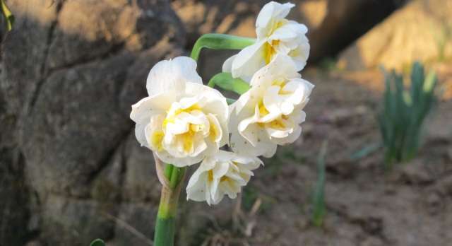 Read more about the article 봄이 꽃으로 다가왔습니다