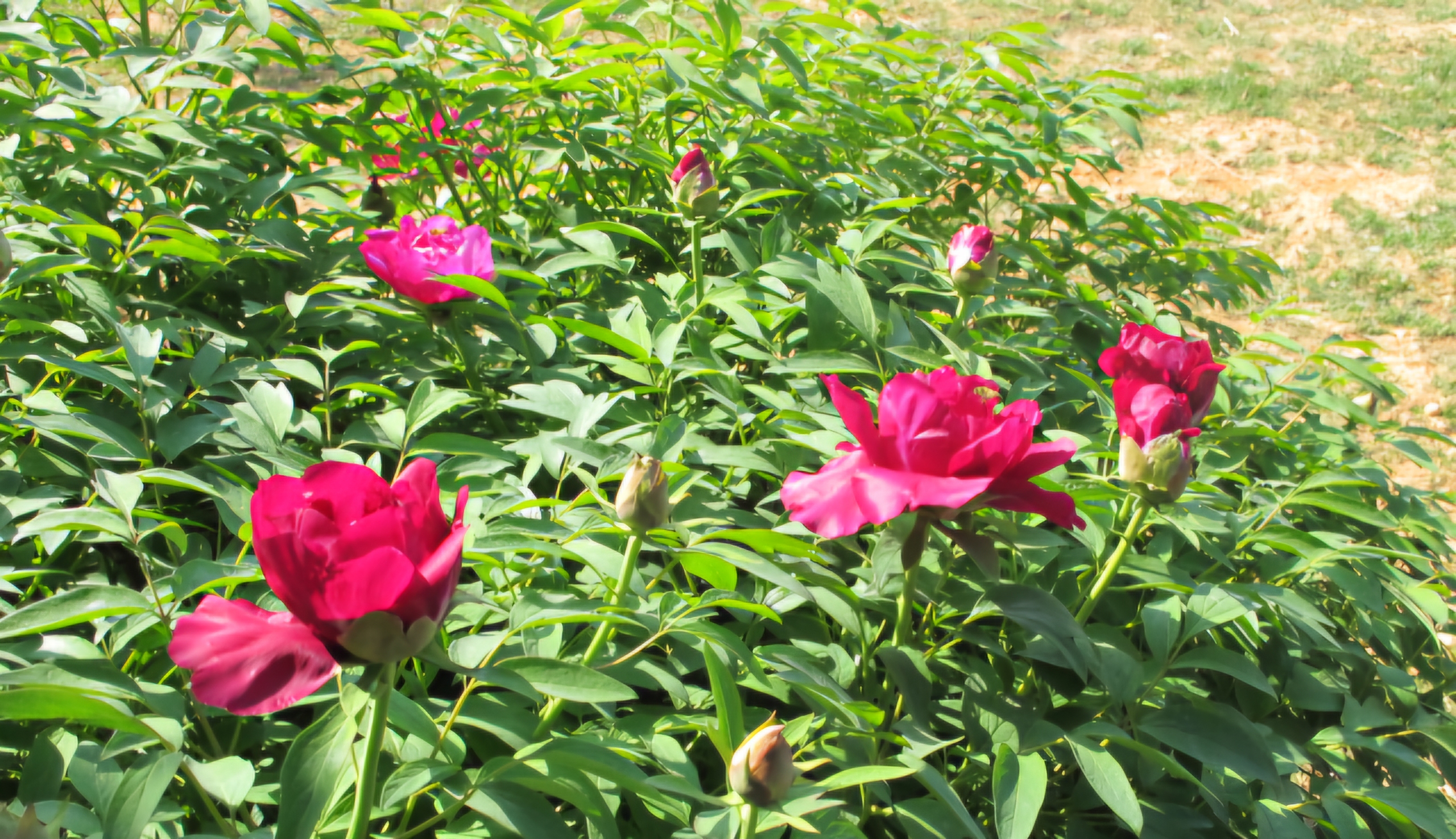 Read more about the article 모란,저승꽃 이승에 폈습니다.