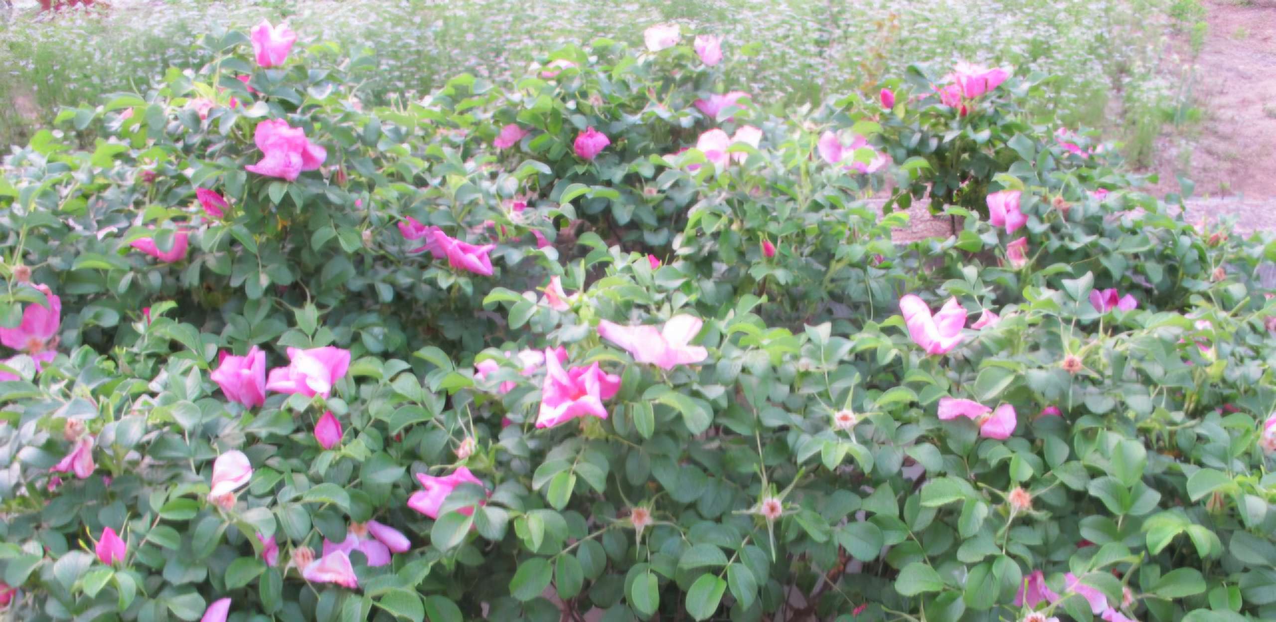 Read more about the article 해당화의 계절입니다.