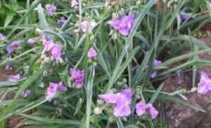 Read more about the article ‘잉크 꽃’이라고, 기억 나십니까.