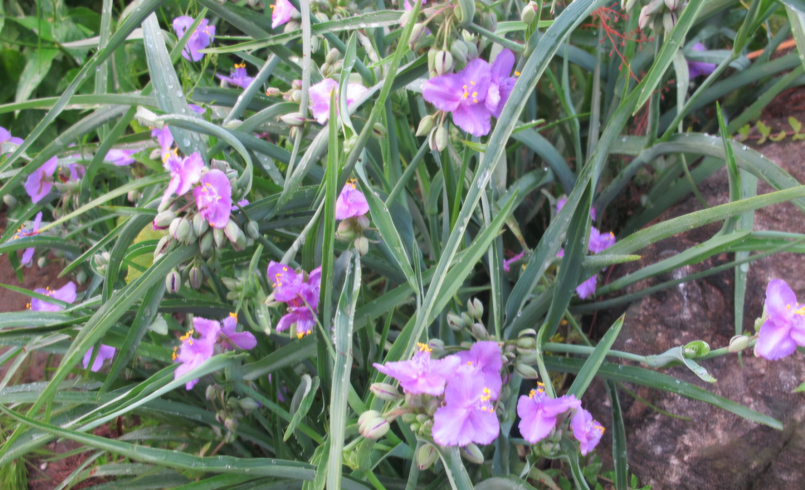 Read more about the article ‘잉크 꽃’이라고, 기억 나십니까.