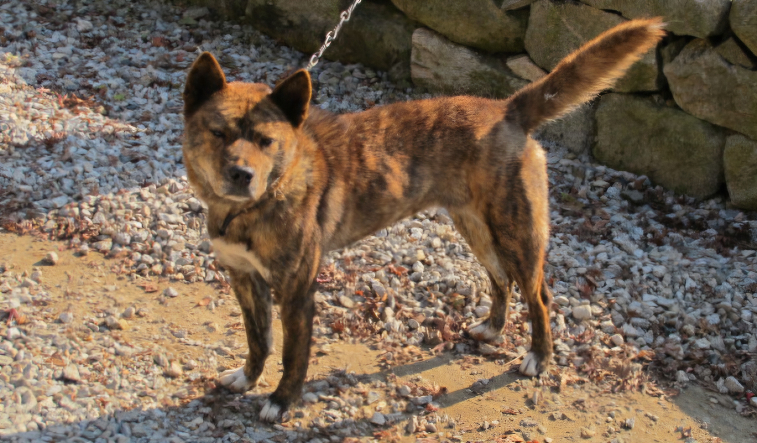 Read more about the article 진돗개;변종’호피’,사납답니다