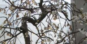 Read more about the article ‘매화첩 사진’에 향기가 베일 듯 합니다.