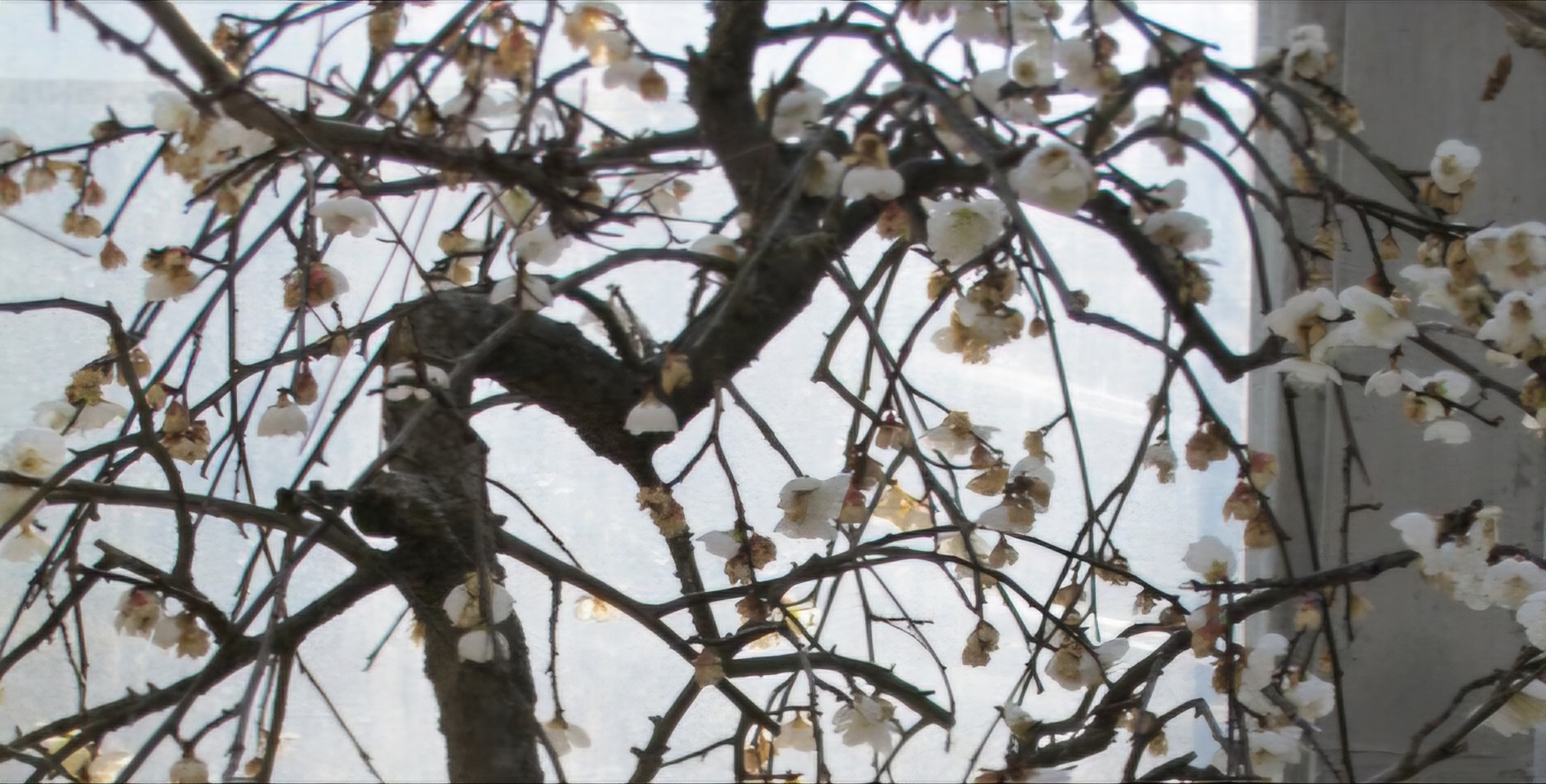 Read more about the article ‘매화첩 사진’에 향기가 베일 듯 합니다.