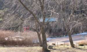 Read more about the article 봄빛이 벚나무가지를 이기고 있습니다