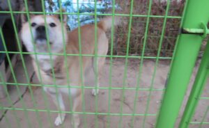 Read more about the article 진돗개에 물려 병원 갔습니다.