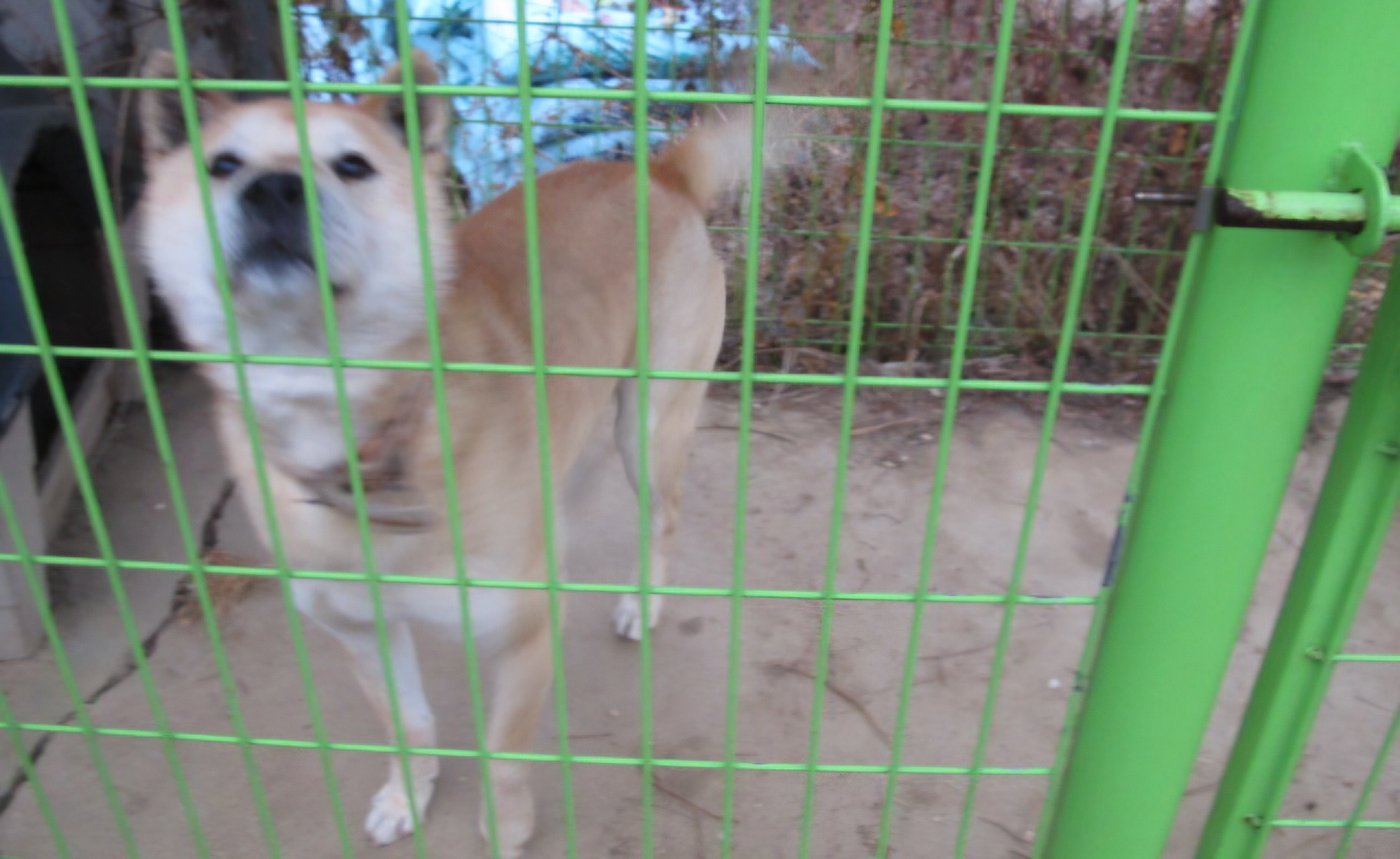 Read more about the article 진돗개에 물려 병원 갔습니다.