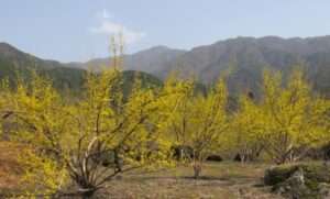 Read more about the article 산수유꽃이 산동 골짜기를 덮었습니다.